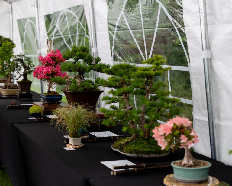 Bristol Bonsai Society Show 2026
